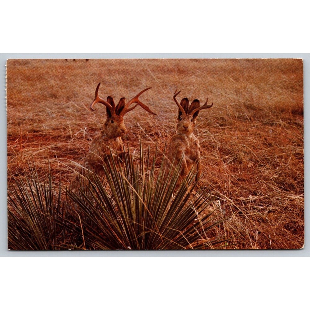Vintage 1967 Jackalope Postcard Shell Wyoming Art Dexter Humor Postmark Lincoln